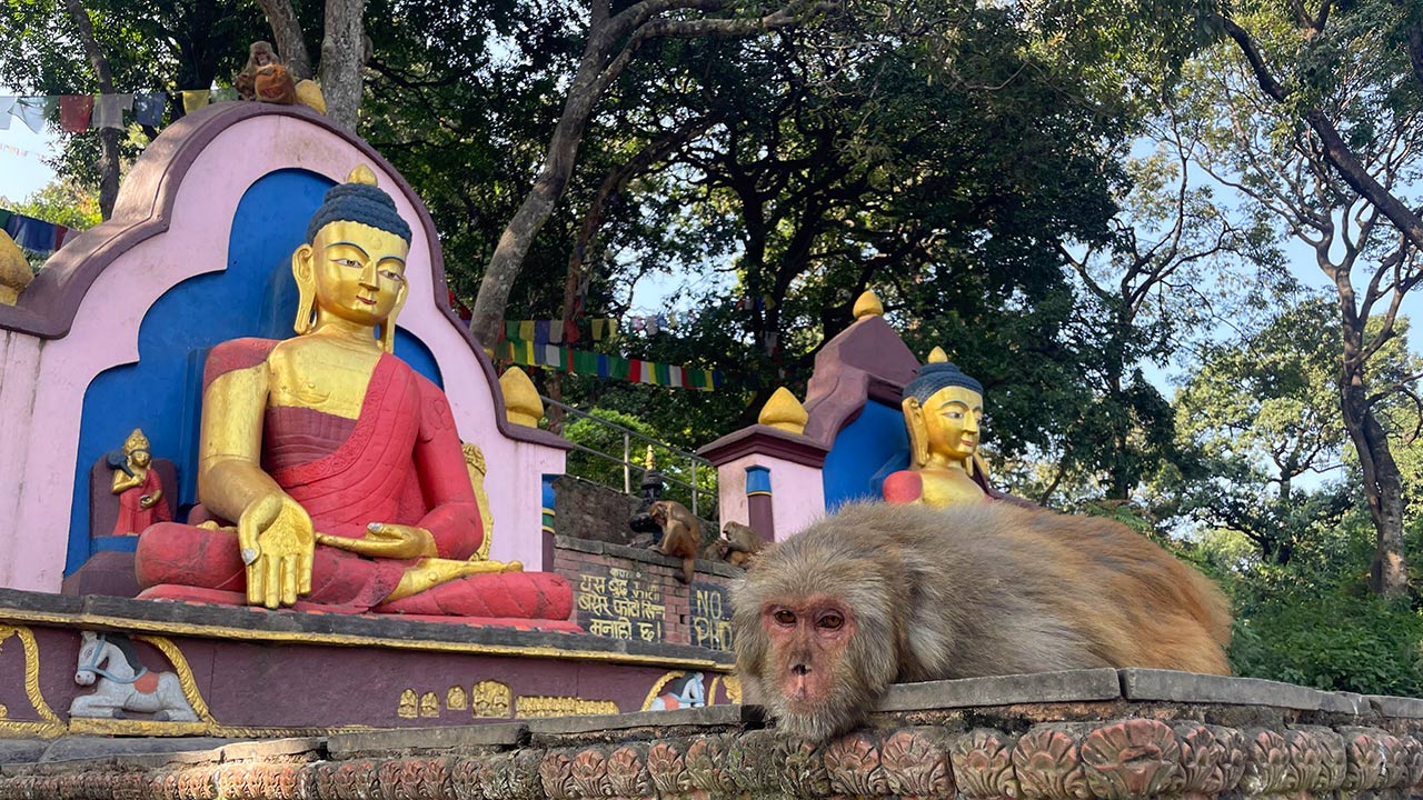 A monkey is taking rest infront of the two big statues of Lord Buddha painted in red, gold and black at the Swyambhu Temple.