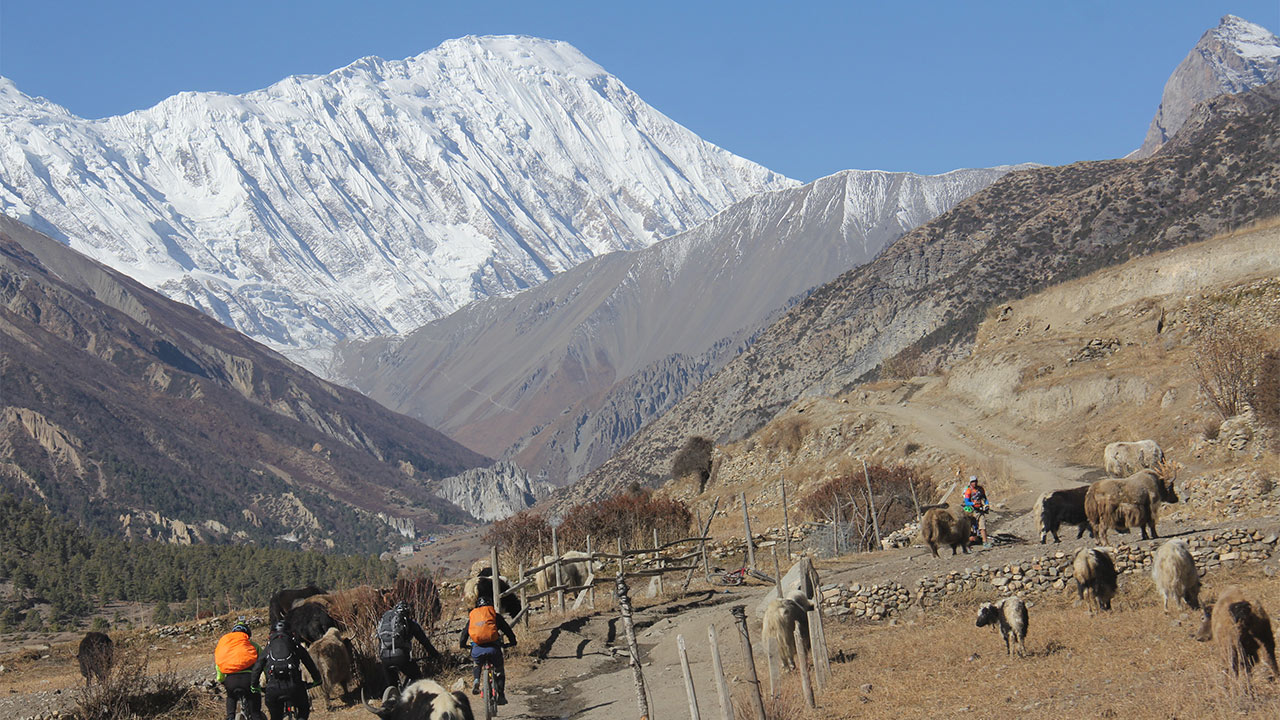 A group of mountain bikers riding their bikes in between the herd of Yaks and the beautiful sight of Tilicho Peak.