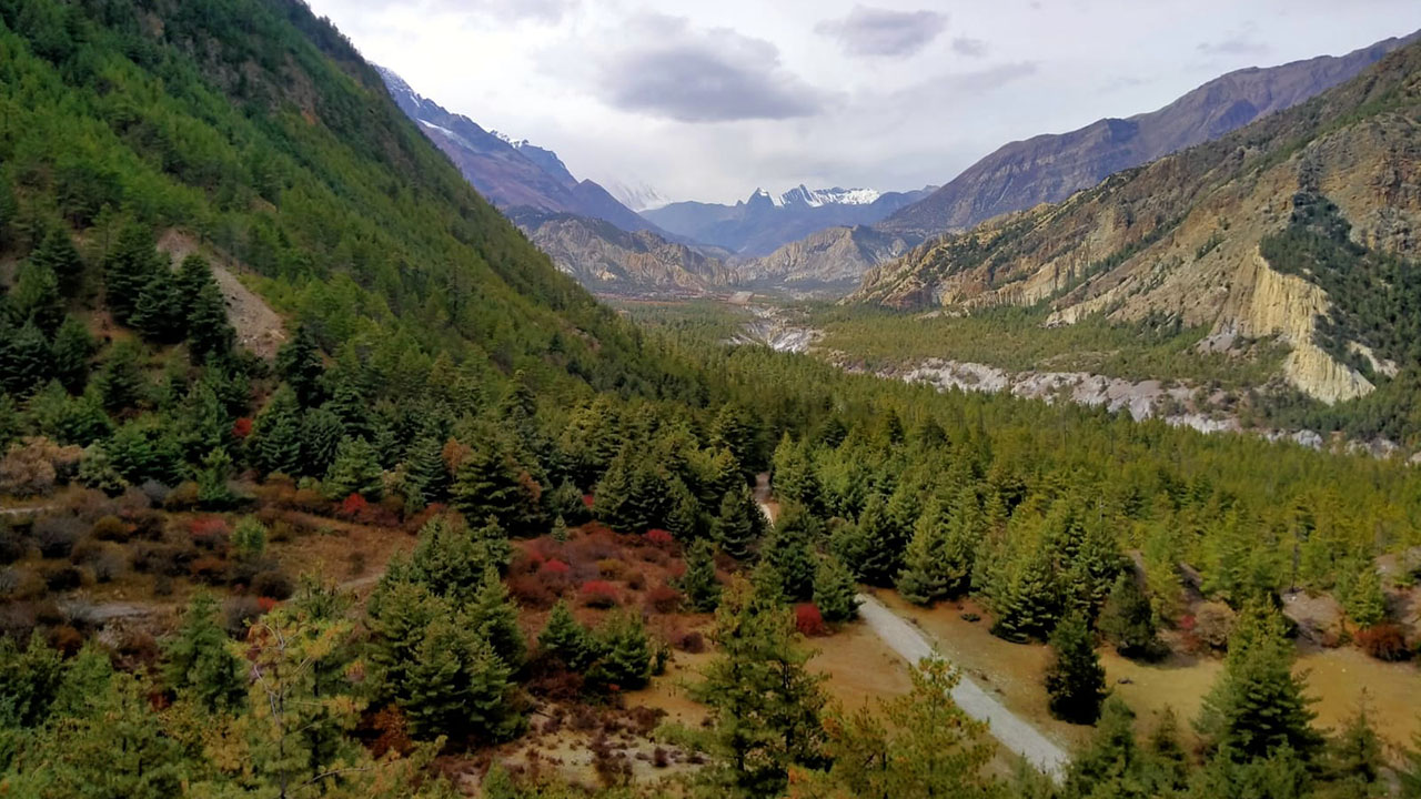 The lush pine forest of Humde valley in Manang, makes the Annapurna Circuit mountain biking tour a unique experience.