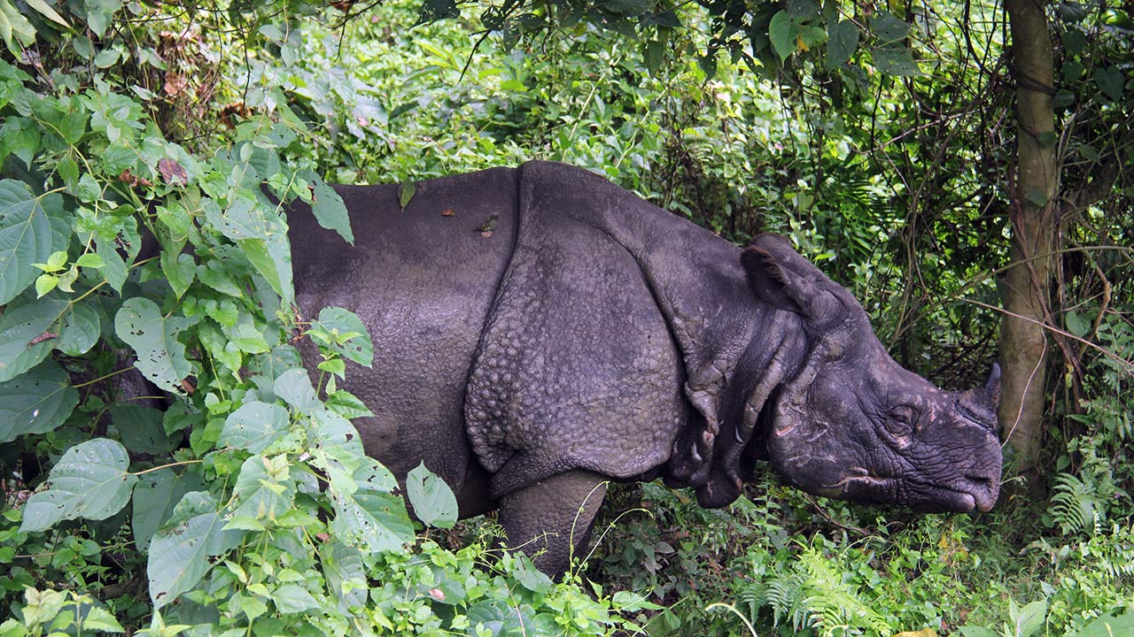 A one-horned Rhino in Chitwan National Park.