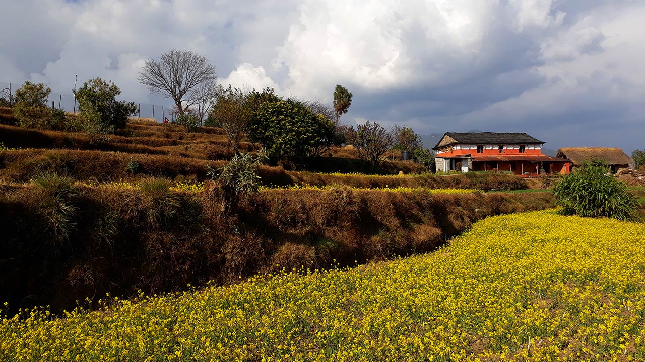 A traditional mountain house forms a backdrop to the mustard field in Astham.