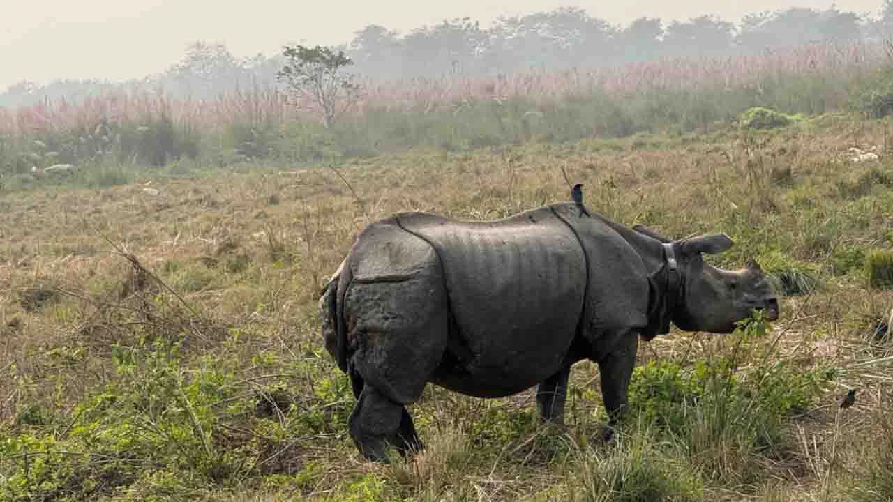 One horned rhino spotted during jeep safari in Chitwan National Park on Nepal Adventure Tour.