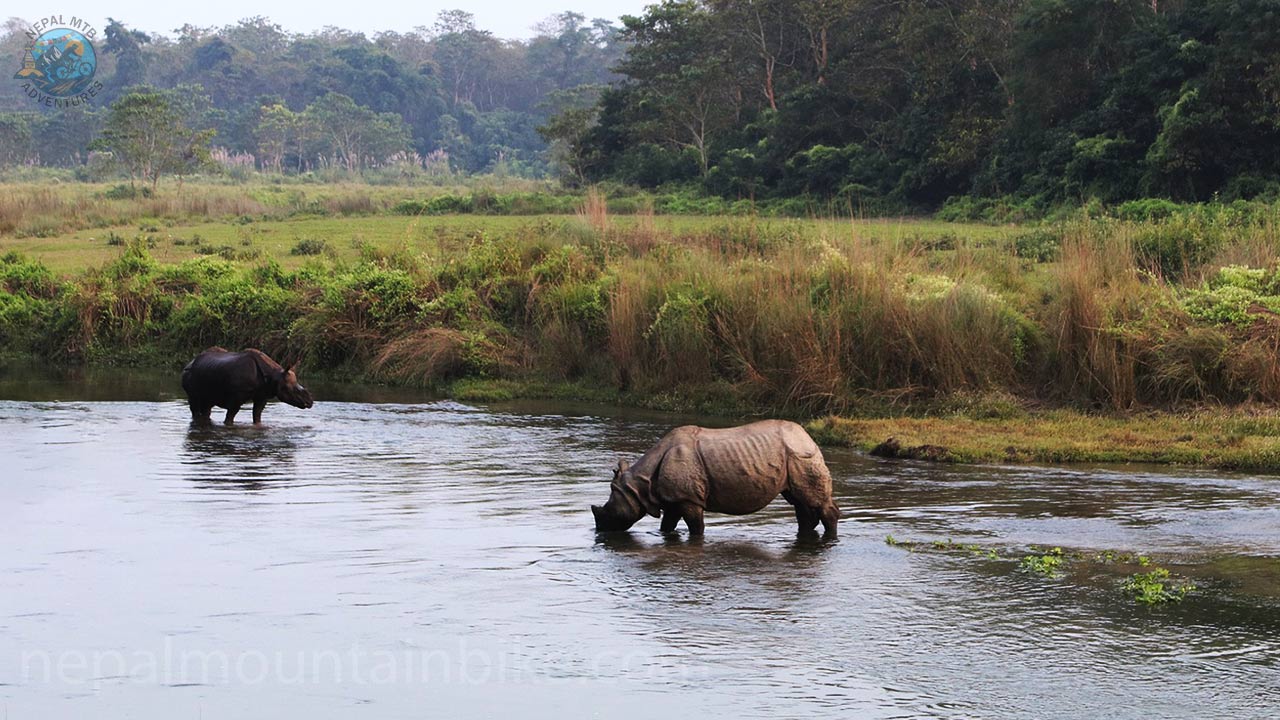 Two One-horned rhinos spotted during the Nepal Mountain Bike tour in Chitwan, Nepal.