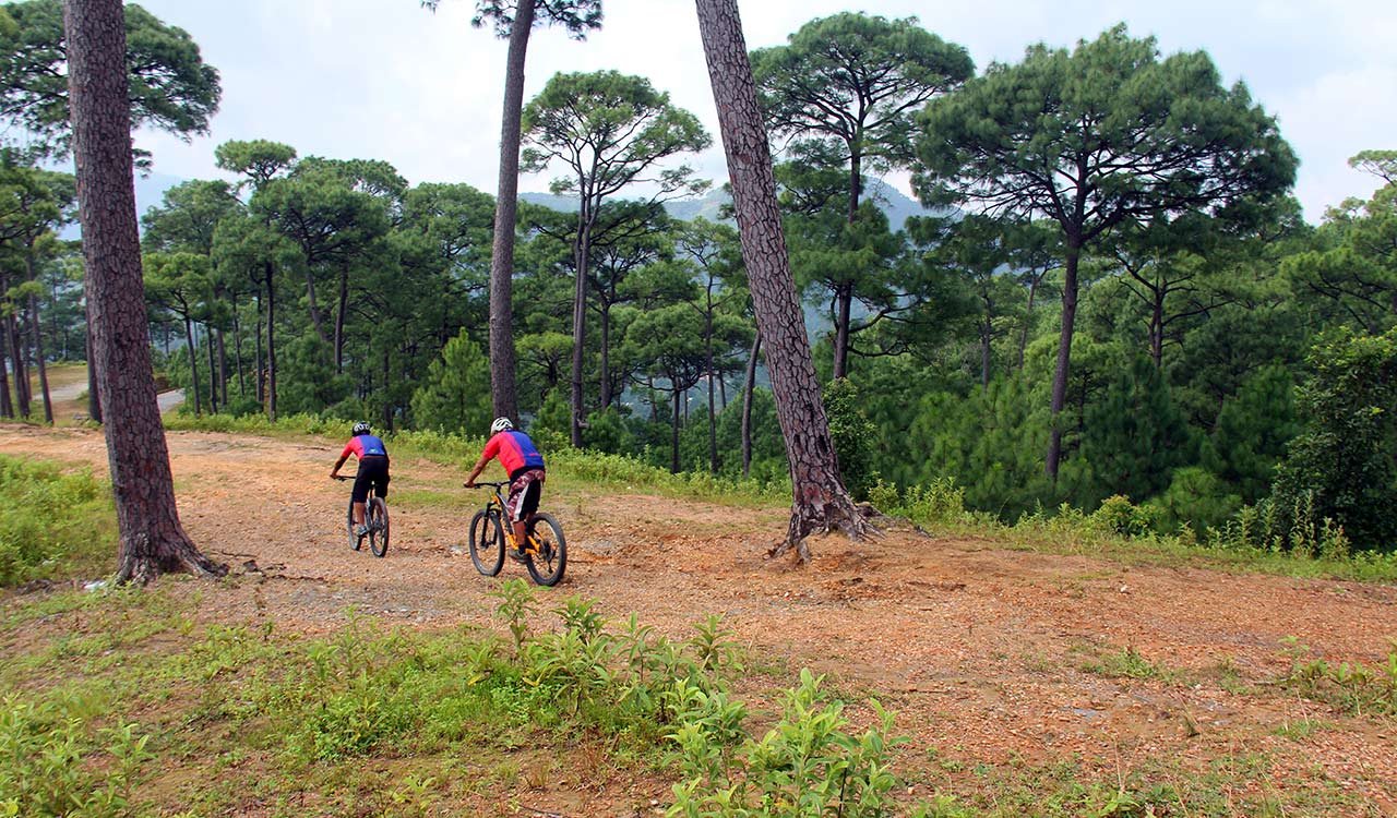 Two mountain bikers are rolling down to Dhading Besi through the pine forest biking trail.