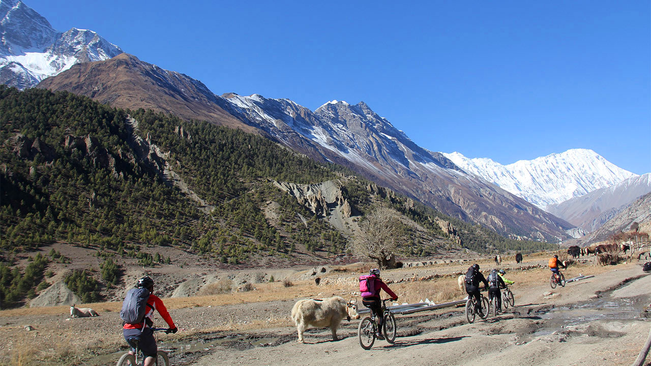 A group of mountain bikers are cruising on their bikes towards Tilicho Lake, whilst the Yaks are curious to see them.